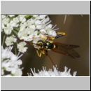 Banchus pictus Schlupfwespe w01c 11mm - OS-Hellern Wiese det06.jpg